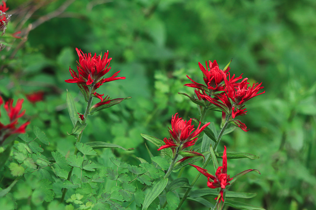Indian Paintbrush