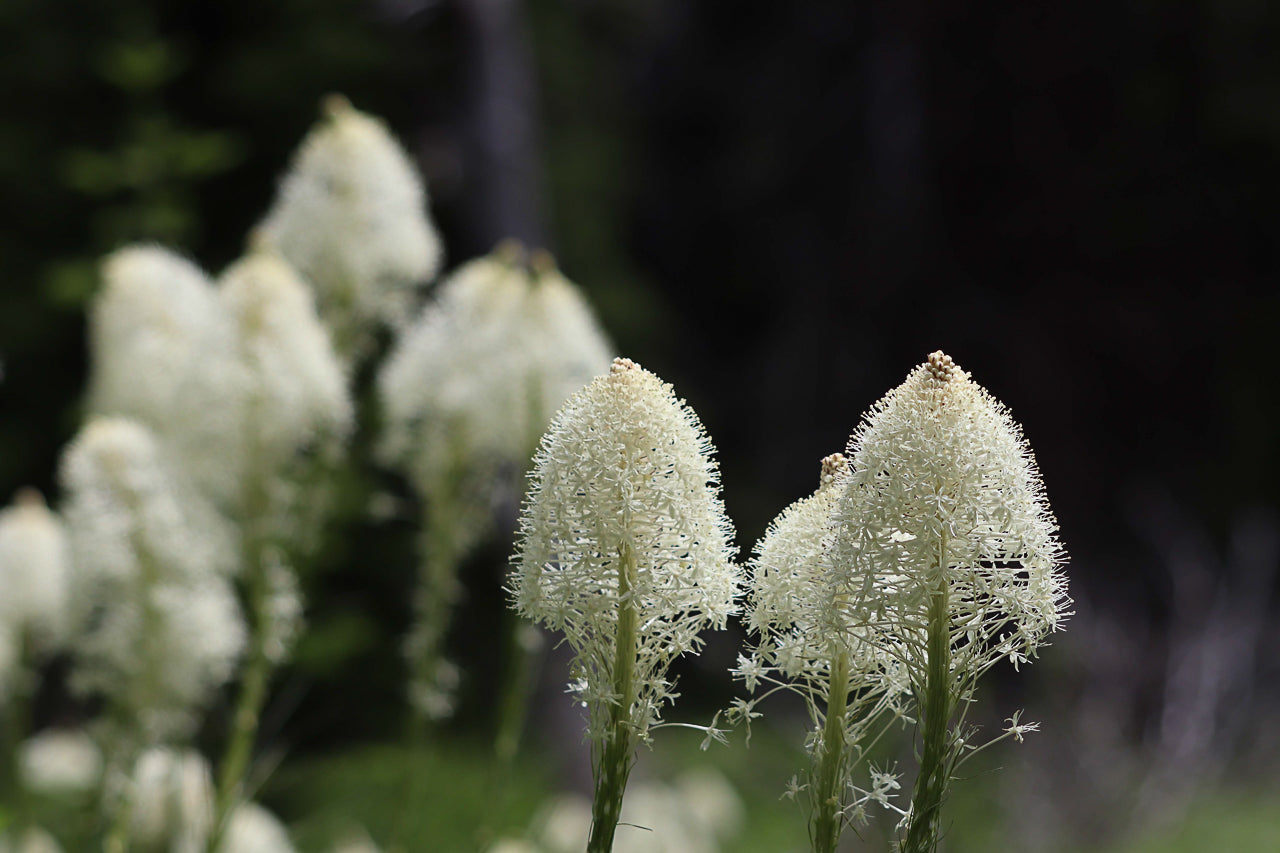 Beargrass Flowers