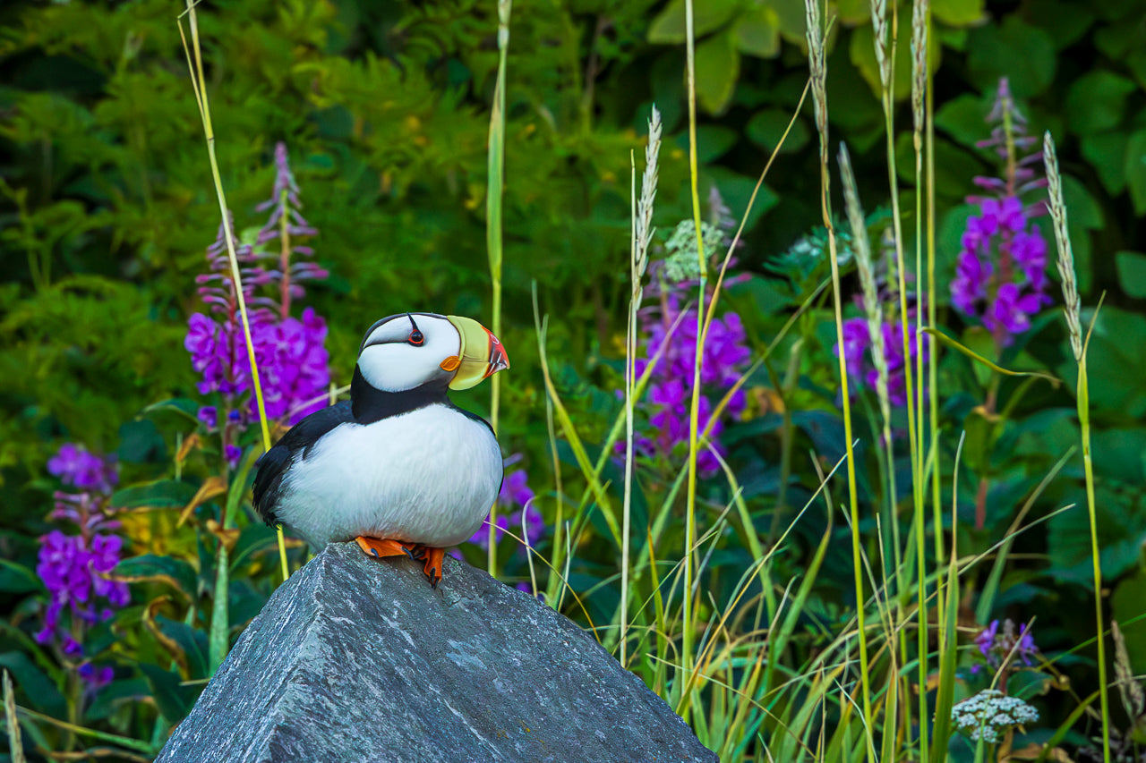 Perched Puffin