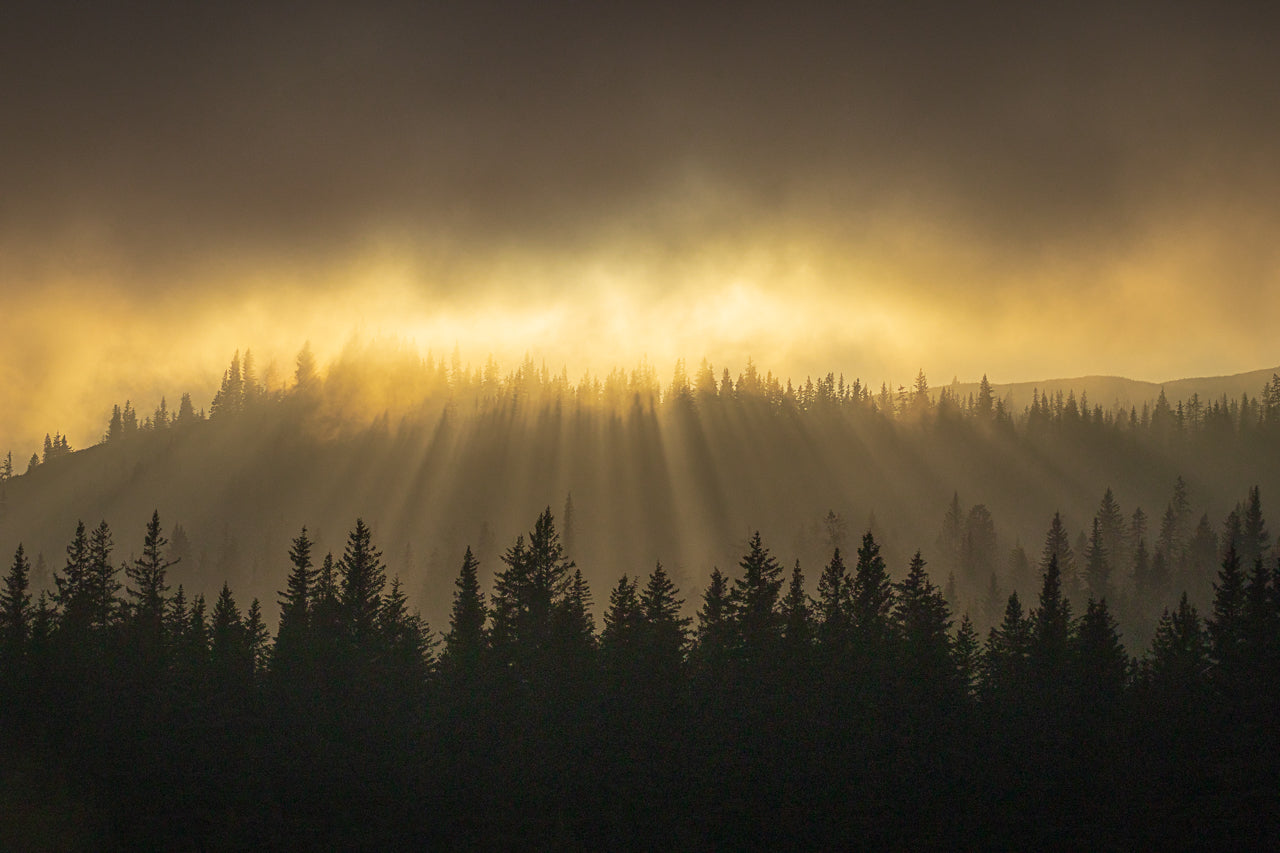 Hazy Forest Sunset