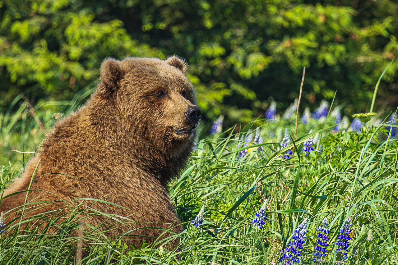Bear in the Lupine
