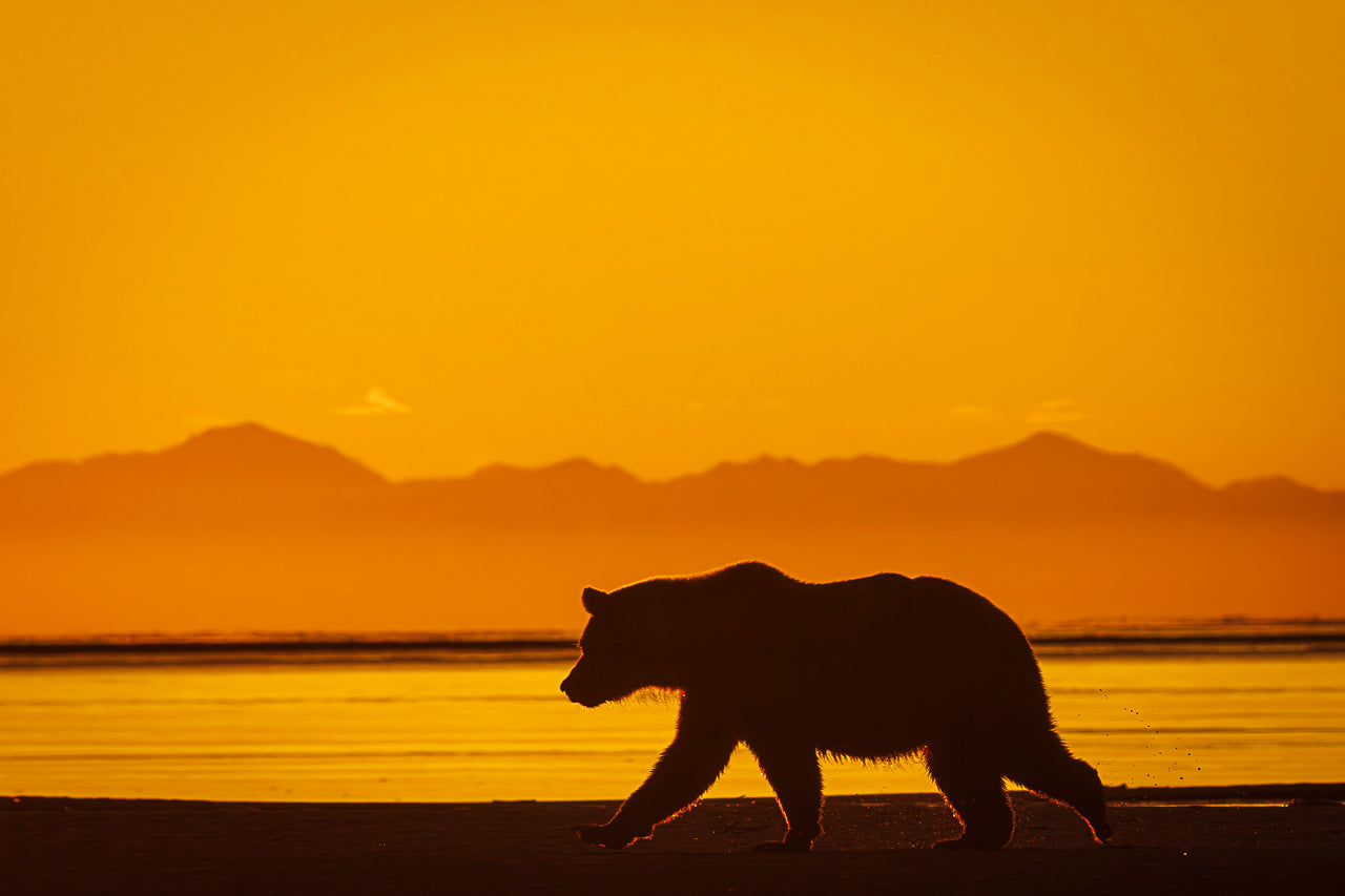 Early Morning Stroll