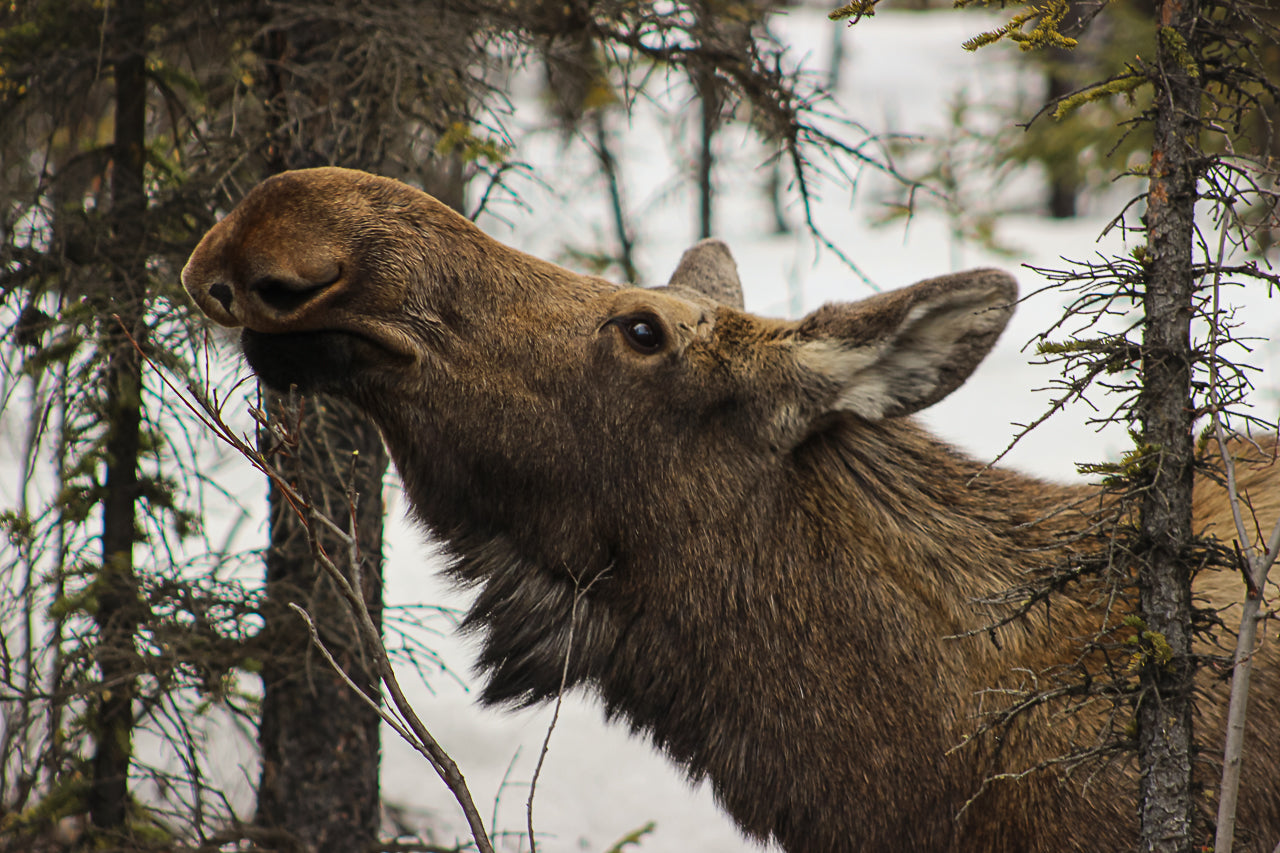 Moose Munching