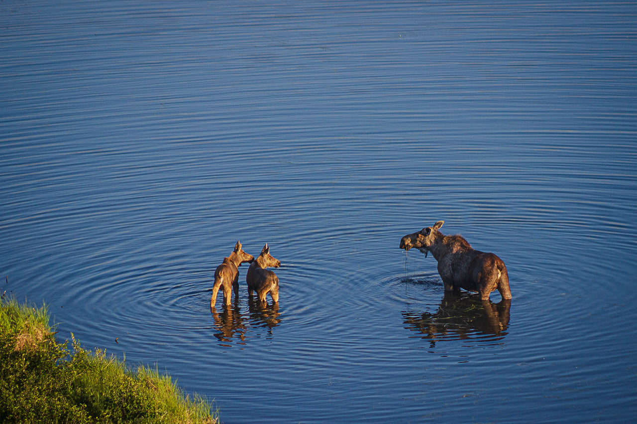 Picnic in a Pond
