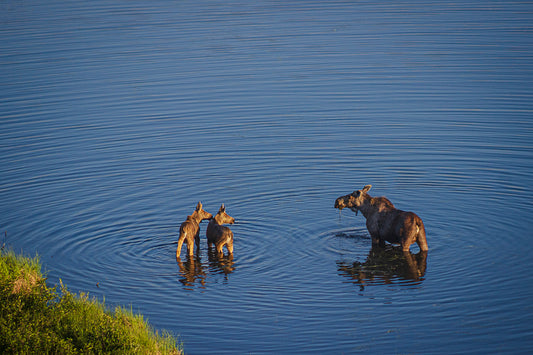 Picnic in a Pond