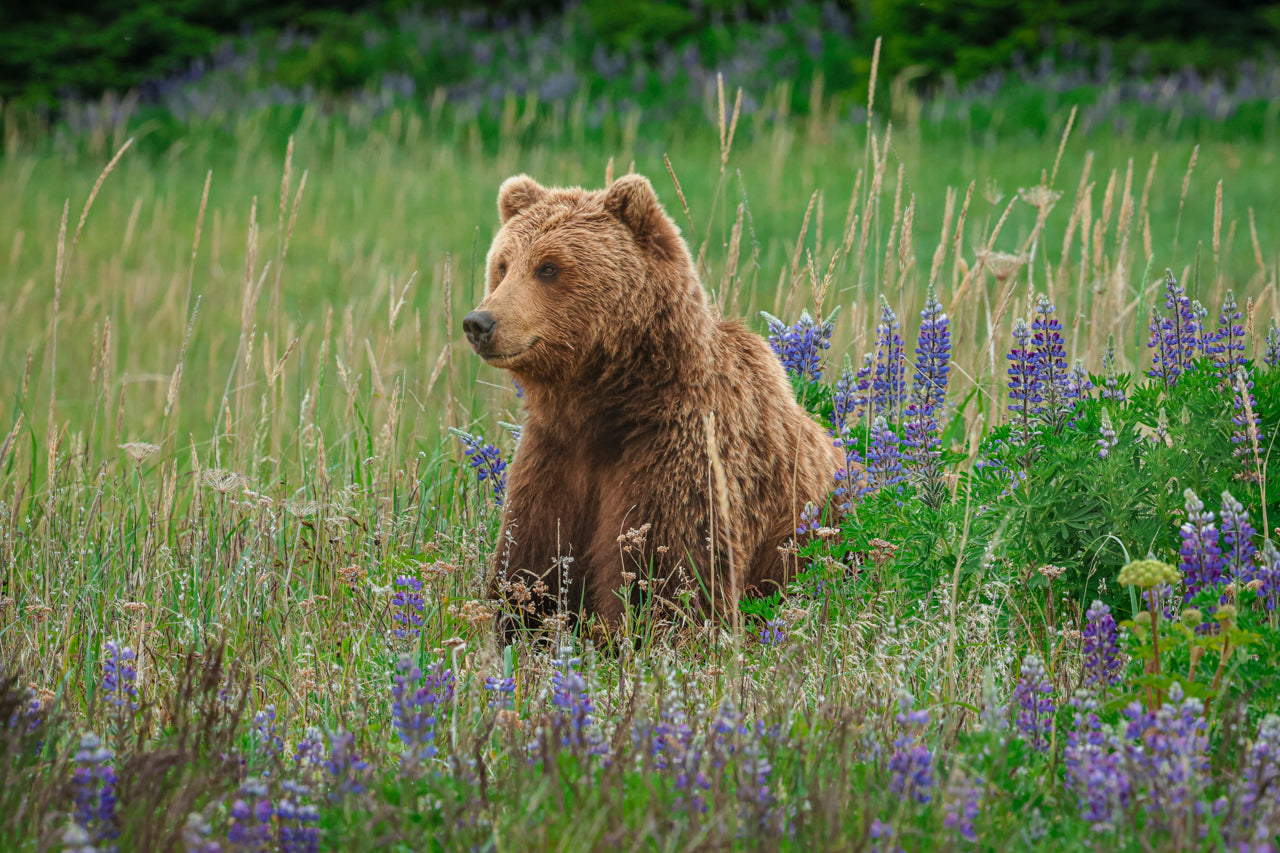 Bear in the Lupine