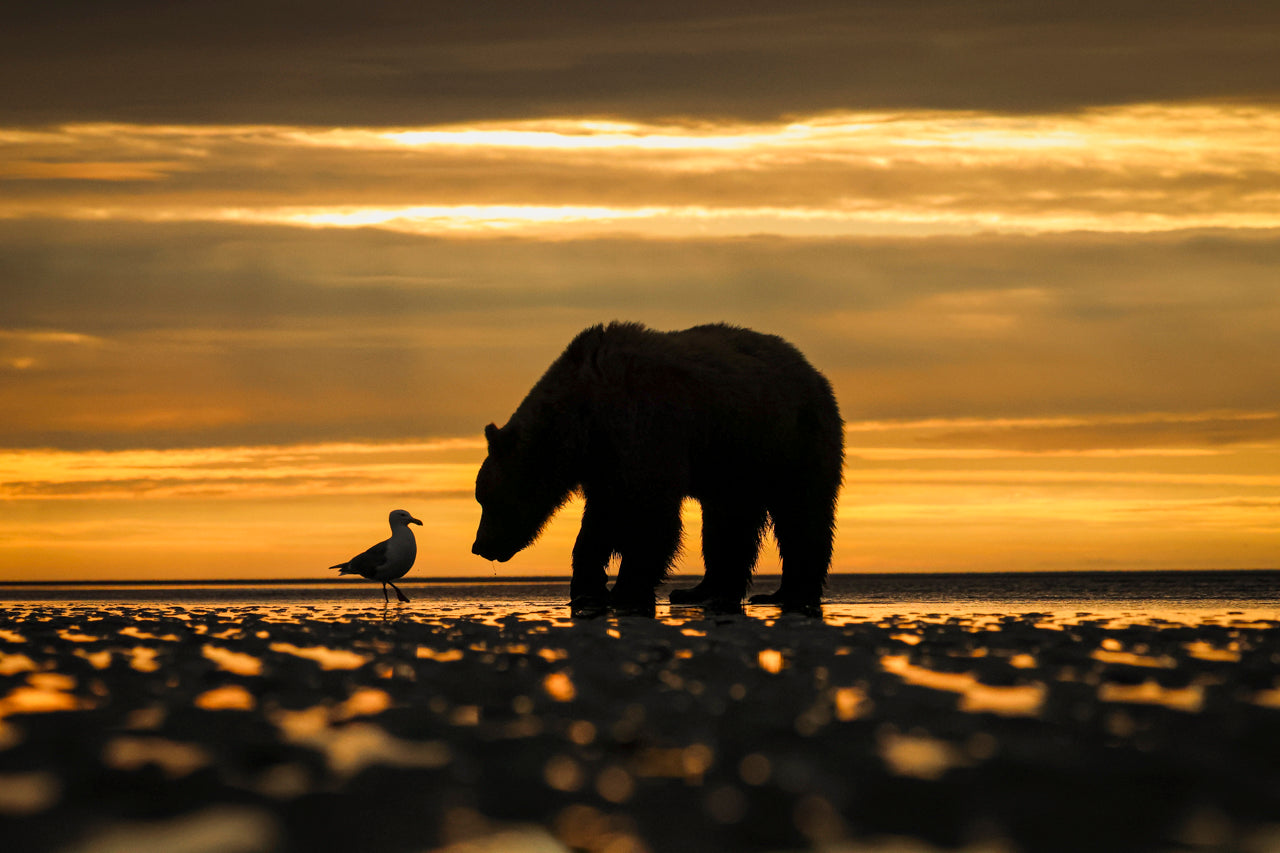 Sunrise Clam Digging